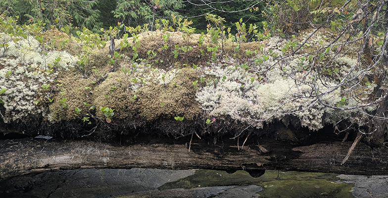 moss, lichen, and shrubs growing on a log suspended over water