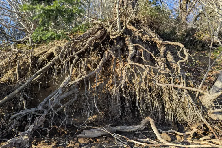 Tree roots dangling where the sea washed away the soil they grew in